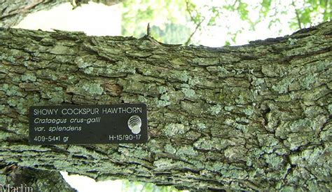 Blackthorn is named after its dark bark. Showy Cockspur Hawthorn - Crataegus crus-galli var ...