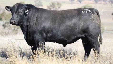 Huge bull sells for $160,000, sets new Australian price ...