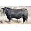 Huge Bull Sells For $160000 Sets New Australian Price Record  Newshub