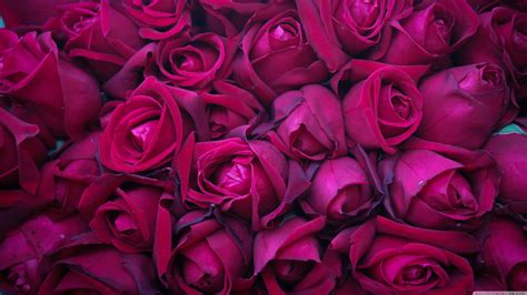682 views | 3860 downloads. 4K Rose Wallpapers - Top Free 4K Rose Backgrounds ...