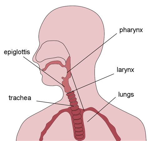 Anatomy Of Your Throat Anatomy Drawing Diagram Images And Photos Finder
