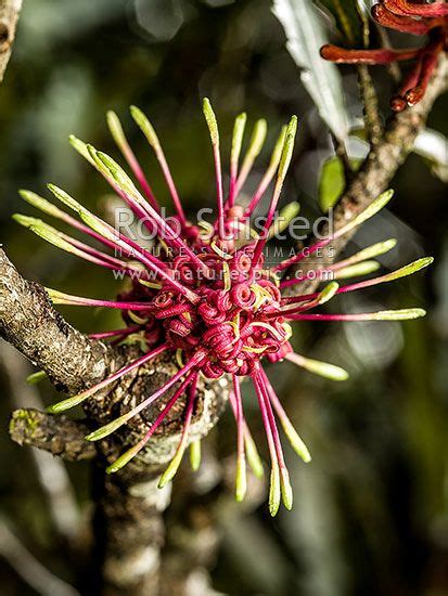 Rewarewa Tree Flowers In Bloom Knightia Excelsa Striking
