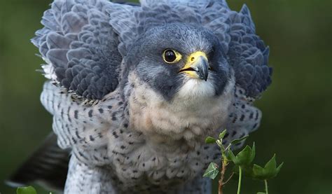 Peregrine Falcon Facts Animals Of North America Worldatlas