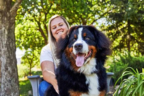 225 Bernese Mountain Dog Names For Your Big Hearted Berner