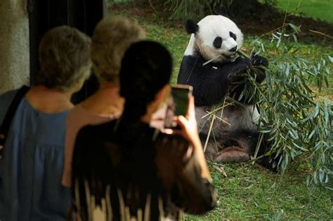 Us Wont Have Any Pandas For The First Time In 50 Years