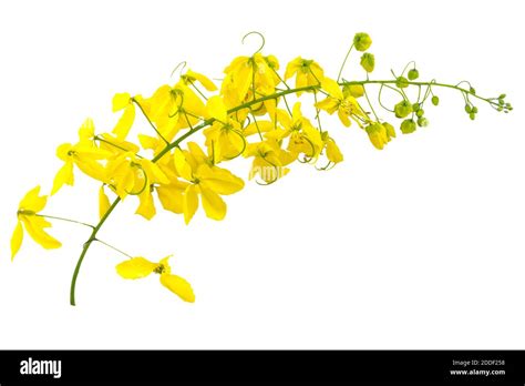 flowers of cassia fistula or golden shower national tree of thailand isolated on white