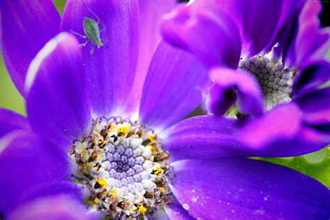 106398 4k Hd Wallpaper Bee Purple Flower