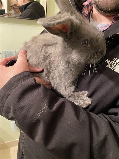 Just Adopted This Girl Tonight Shes A Flemish Giant Lionhead Mix 9