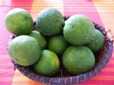 Niyas World Photos Of Sweet Lime And Australian Lemon In Our Backyard