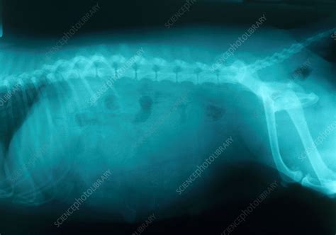 X Ray Of Pregnant Dog Stock Image C0094272 Science Photo Library