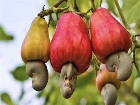 Cashew Seeds Grow On Apples Do You Know How Cashews Grow This Photo Showing How The Nuts Look