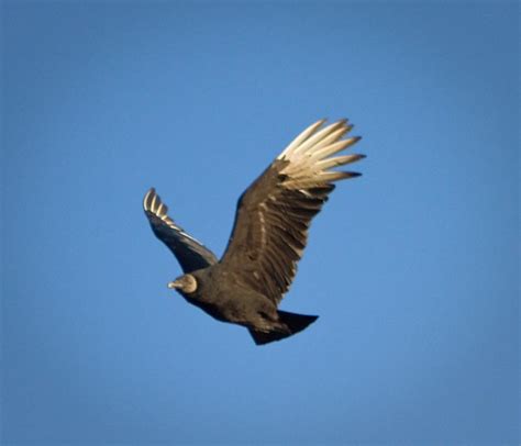 Black Vulture Black Vulture In Flight By Watsonsinelgin Flickr