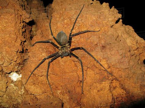 giant cave spider heteropoda sp sulawesi indonesia one of the worlds largest spider with a