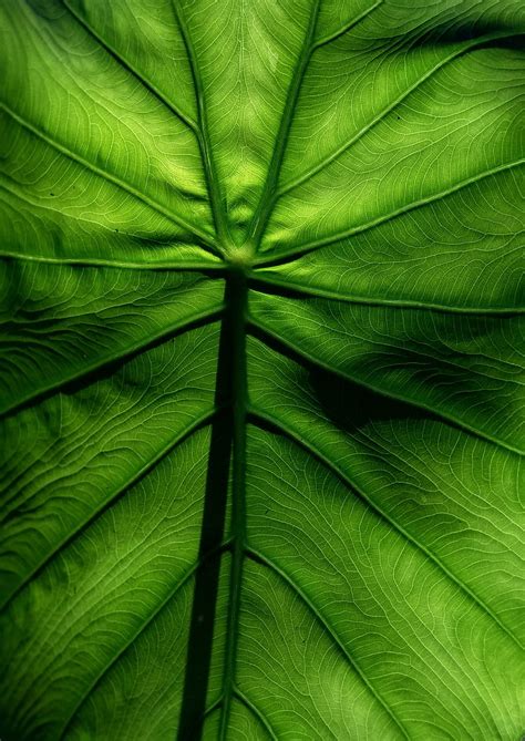 Leaf Macro Veins Surface Green Hd Phone Wallpaper Peakpx
