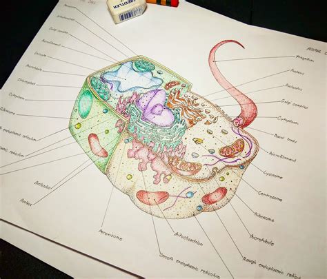 A Drawing Of A Cell