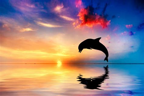 Dolphin Beach Wallpapers Top Free Dolphin Beach Backgrounds