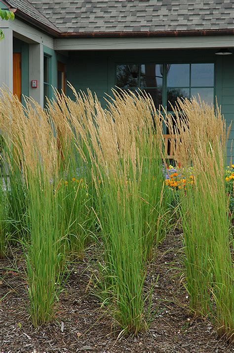 Karl Foerster Reed Grass Calamagrostis X Acutiflora Karl Foerster