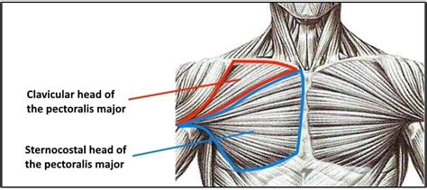 The chest muscle group is mostly limited to one single muscle, namely the m. The Best Chest Workout for Complete Pec Development