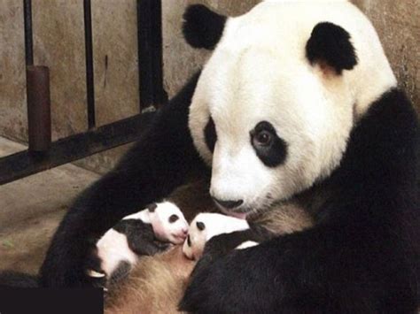 Baby Panda Growth Baby Panda Growing Up Mother Panda And Baby