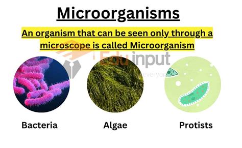 What Are Microorganisms Definition History And Examples