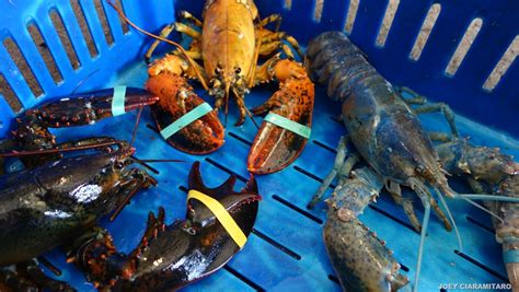 Our Quadruple Pincer Clawed And Blue Lobster Has Company
