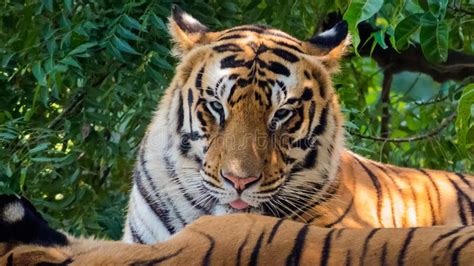 Angry Tiger Stock Image Image Of Endangered Gamepark 79738637
