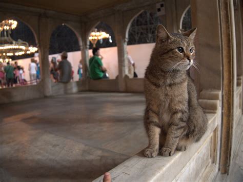 Meet Gli The Resident Cat At The Hagia Sophia Istanbul R Aww
