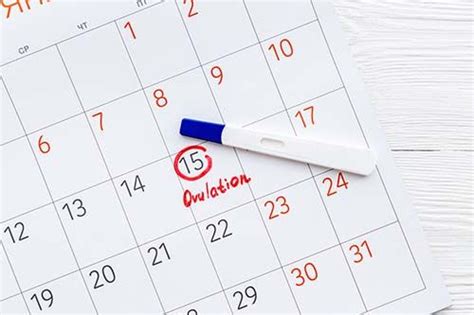 Ovulation Calculator How To Calculate Your Most Fertile Days Hot Sex Picture