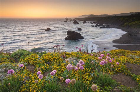 Sunset Sonoma Coast Wildflowers California Alan Majchrowicz
