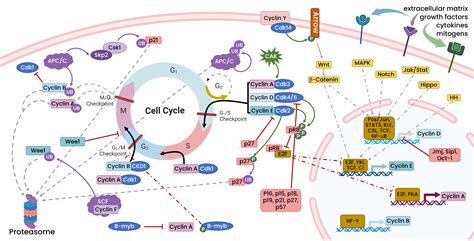 Focus On The Cell Cycle