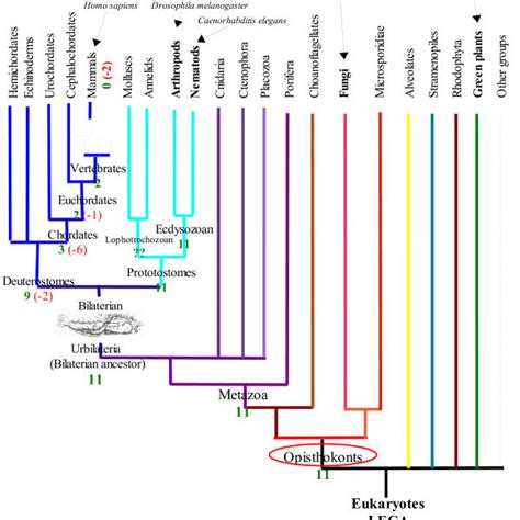 Phylogeny Of Eukaryotes With Gene Loss Pattern Taxa For Which A