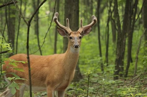 How Much Do You Know About Whitetail Deer Behavior Patterns