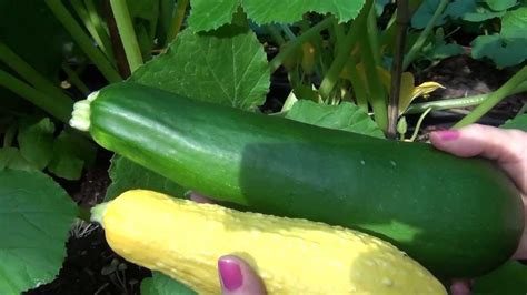 Zucchini Squash Growing Stages Sow Seed Directly Into The Garden After Danger Of Frost Has