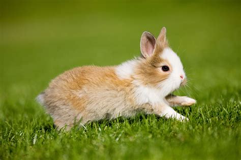 Understanding Rabbit Behavior And Body Language