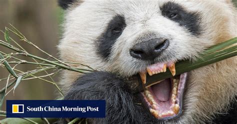 Panda Teeth Are Self Regenerating Chinese And Us Scientists Find And
