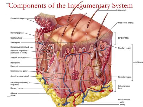 Ppt Chapter 5 The Integumentary System Powerpoint