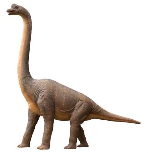 ᐈ Real Baby Dinosaurs Stock Pictures Royalty Free Sauropod Photos