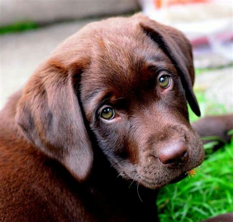 But, whatever the reason you've brought this new puppy into your life english chocolate lab names. Pin by Lou Salas Marsh on Big boys | Chocolate lab puppies ...