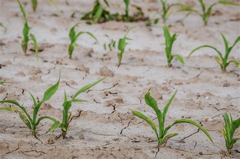 Corn Crops Failing Public Domain The Most Important News
