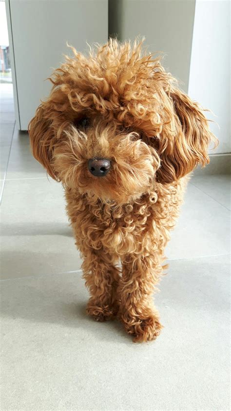 A dog sporting a goldendoodle teddy bear cut? Walking barking teddy bear | Cute dogs, Red poodles, Poodle dog