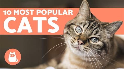 Top 10 Most Popular Cat Breeds In The World Pethugi