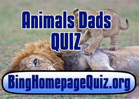 Animal Dads Bing Quiz Bing Homepage Quiz
