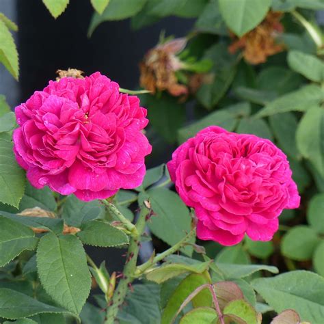 Rosa Rose De Rescht Rosier Ancien Remontant Facile Foisonnant Aux Roses Doubles Et
