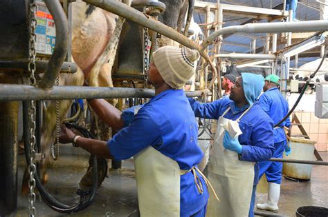 Milking Machines From Maintenance To Hygiene Dairy Global