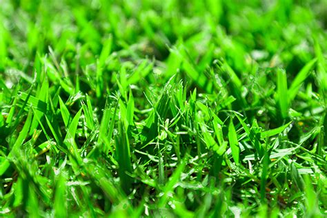 What does grass need to survive? Zoysia ( Zoysia japonica ) - Mata-Turf