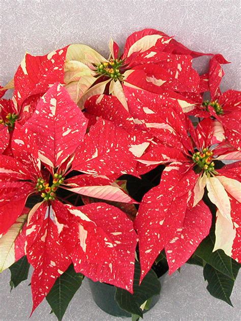 54 99 Shimmer Surprise 2004 Height Control Poinsettia Cultivation Commercial