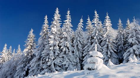 Snow Covered Spruce Trees In Snow Field Under Blue Sky Hd Winter