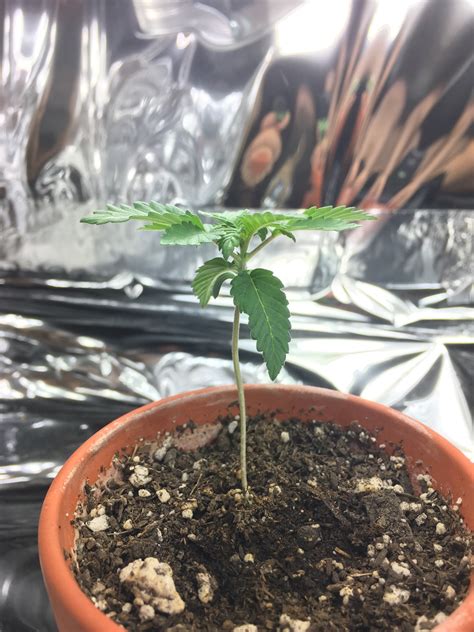 Phototropic S First Grow Pure Power Plant In Soil Under CFL 420 Magazine