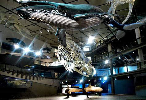 A Guide To Museums In Cape Town - Cape Town Tourism