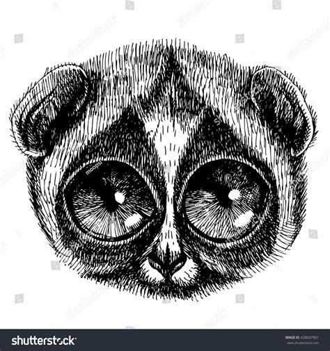 Portrait Slow Loris Vector Hand Drawn Stock Vector Royalty Free 428607001 Shutterstock